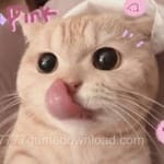 Avatar of Waqas Javed